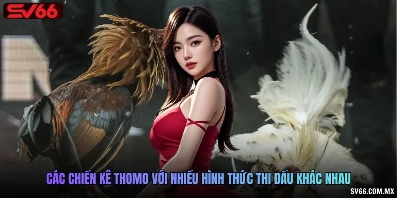 Các chiến kê Thomo với nhiều hình thức thi đấu khác nhau