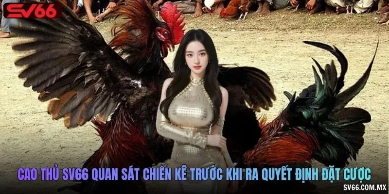 Cao thủ SV66 quan sát chiến kê trước khi ra quyết định đặt cược