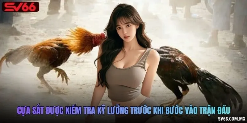 Cựa sắt được kiểm tra kỹ lưỡng trước khi bước vào trận đấu