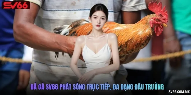 Đá gà SV66 phát sóng trực tiếp, đa dạng đấu trường
