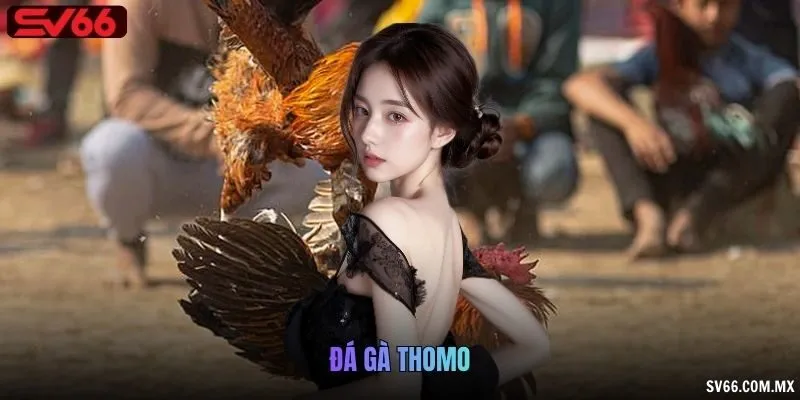 Đá gà Thomo