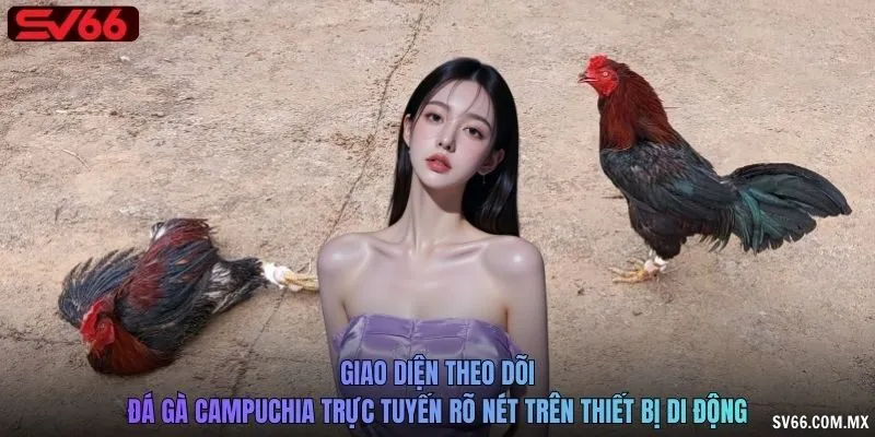 Giao diện theo dõi đá gà Campuchia trực tuyến rõ nét trên thiết bị di động