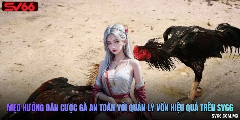 Mẹo hướng dẫn cược gà an toàn với quản lý vốn hiệu quả trên SV66