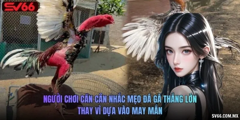 Người chơi cần cân nhắc mẹo đá gà thắng lớn thay vì dựa vào may mắn