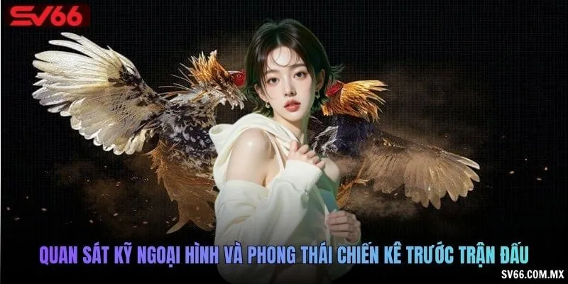 Quan sát kỹ ngoại hình và phong thái chiến kê trước trận đấu