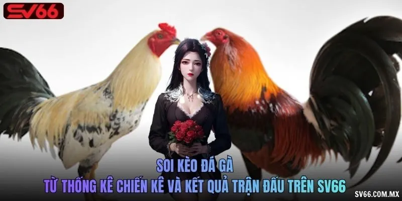 Soi kèo đá gà từ thống kê chiến kê và kết quả trận đấu trên SV66