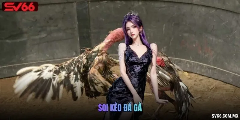 Soi kèo đá gà