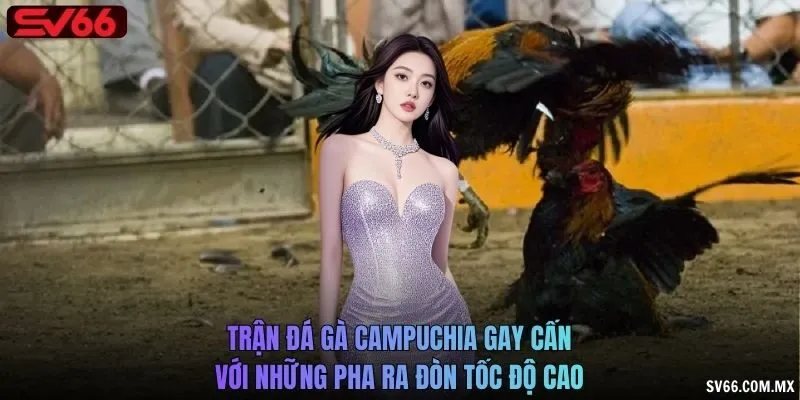 Trận đá gà Campuchia gay cấn với những pha ra đòn tốc độ cao