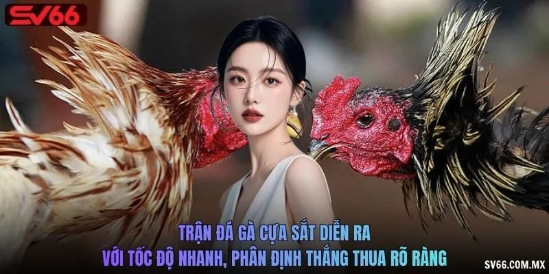 Trận đá gà cựa sắt diễn ra với tốc độ nhanh, phân định thắng thua rõ ràng