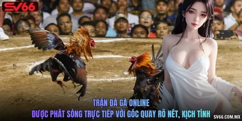 Trận đá gà online được phát sóng trực tiếp với góc quay rõ nét, kịch tính