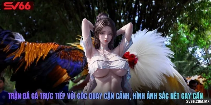 Trận đá gà trực tiếp với góc quay cận cảnh, hình ảnh sắc nét gay cấn